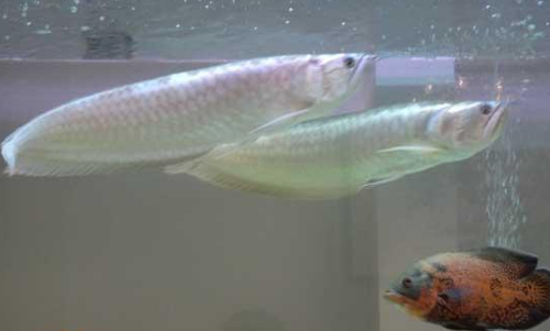 銀龍魚養(yǎng)殖.png 銀龍魚養(yǎng)殖.png