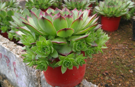 紅盆觀音蓮.png 紅盆觀音蓮.png