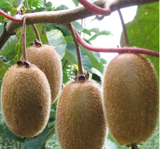 種植獼猴桃?guī)啄陹旃?png