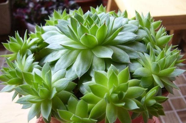 觀音蓮.png 觀音蓮.png