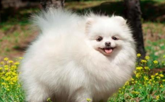 博美.png 博美.png