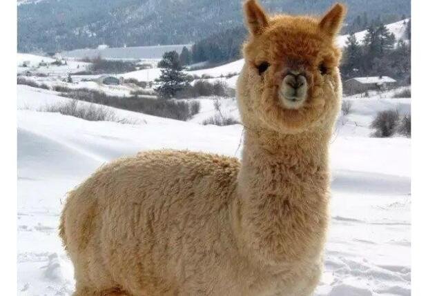 羊駝是什么動物