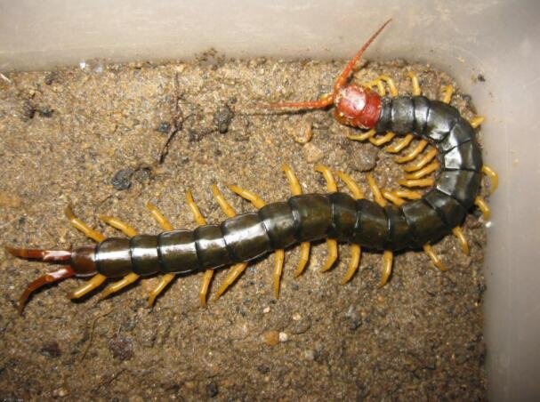 蜈蚣.jpg