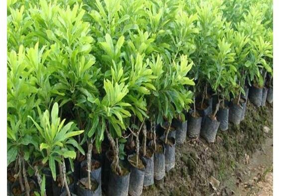 楊梅樹的種植技術(shù)