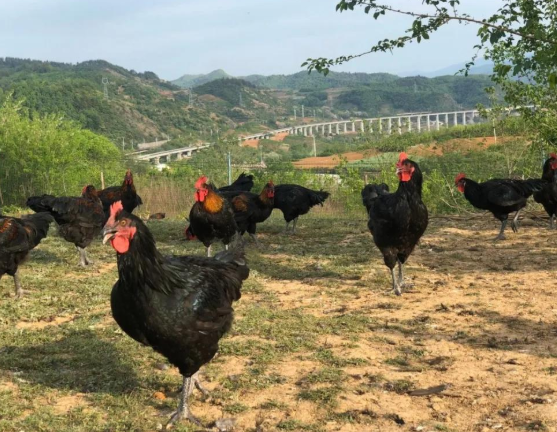 中国土鸡品种排行榜土鸡的养殖效益怎么样