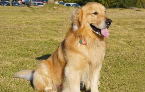 大金毛.png 大金毛.png