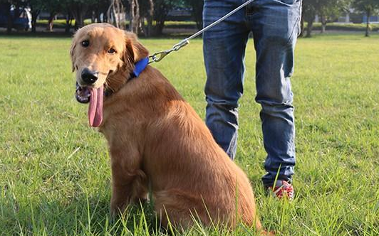 金毛.png 金毛.png