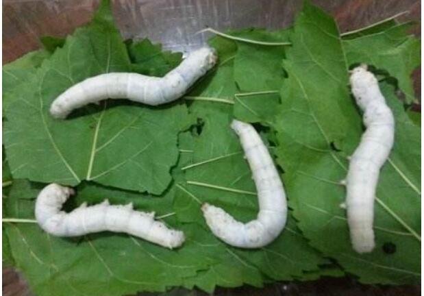 養(yǎng)蠶的方法