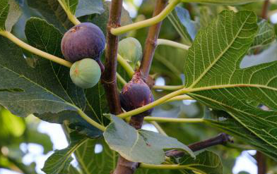 無(wú)花果種植時(shí)間.png 無(wú)花果種植時(shí)間.png