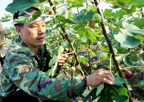 無(wú)花果扦插.png 無(wú)花果扦插.png