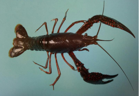 生態(tài)養(yǎng)殖項(xiàng)目