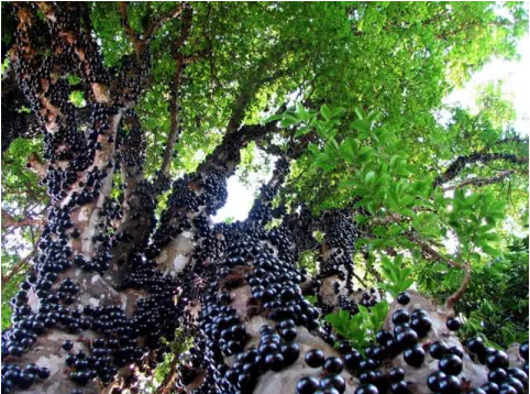 嘉寶果價格多少錢一斤