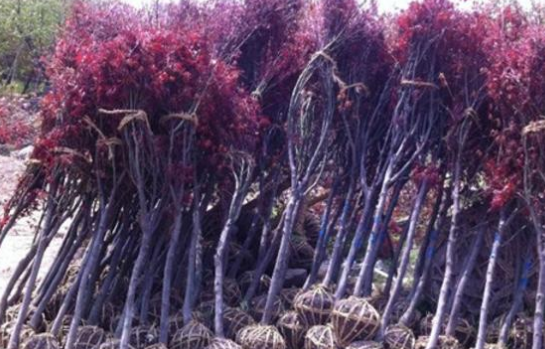 紅楓樹樹苗.png 紅楓樹樹苗.png