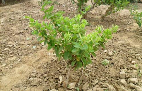 金銀花多少錢一棵