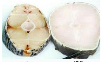 雪魚(yú)與油魚(yú).png 雪魚(yú)與油魚(yú).png