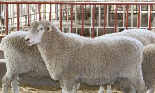 肉羊养殖前景分析，肉羊养殖的优势