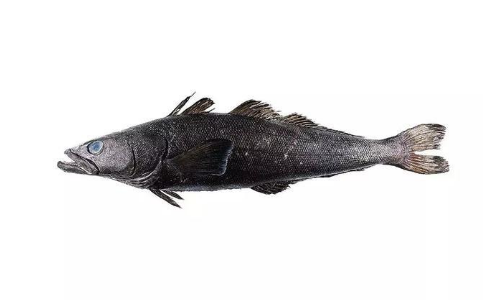 銀鱈魚.png