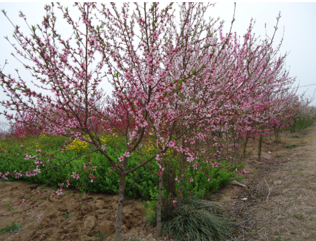 占地補償最貴的樹苗 占地補償最貴的樹苗