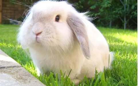 垂耳兔養(yǎng)殖方法 垂耳兔養(yǎng)殖方法