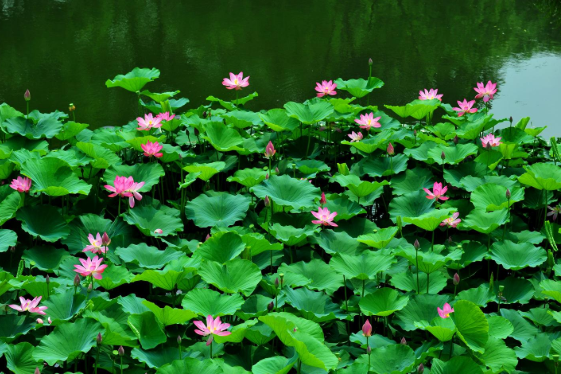 荷花種子的種植方式