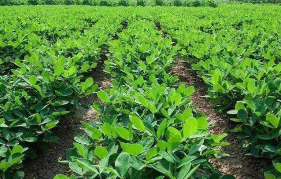 種植花生.png 種植花生.png