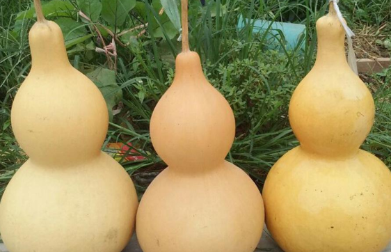 三個大葫蘆.png 三個大葫蘆.png