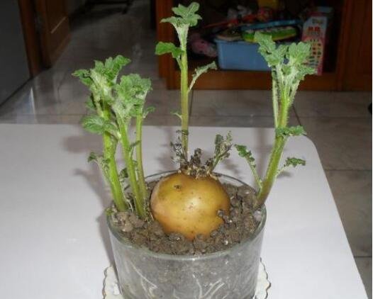 发芽的土豆能吃吗,土豆发芽怎么种植盆栽