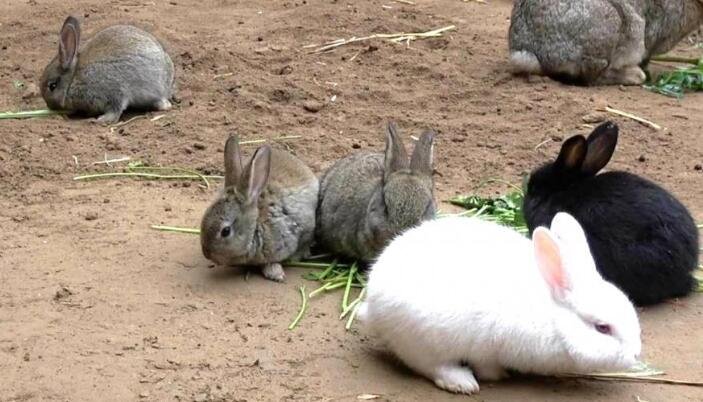 养兔子怎么样