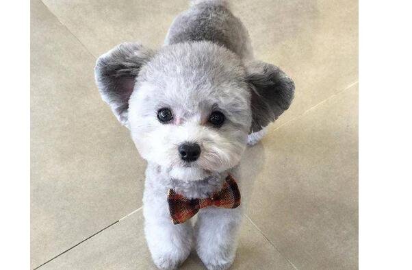 養(yǎng)什么寵物好 養(yǎng)什么寵物好