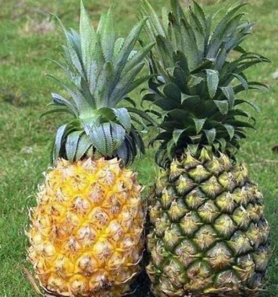 菠萝和凤梨的区别图片 对照 (菠萝和凤梨的区别 菠萝和凤梨一样吗)