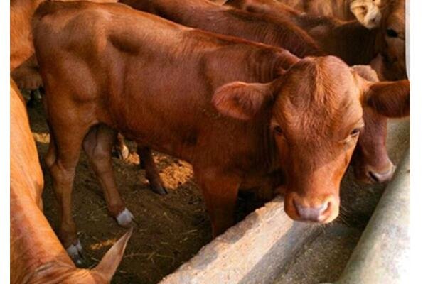 養(yǎng)牛和養(yǎng)羊哪個(gè)利潤(rùn)高