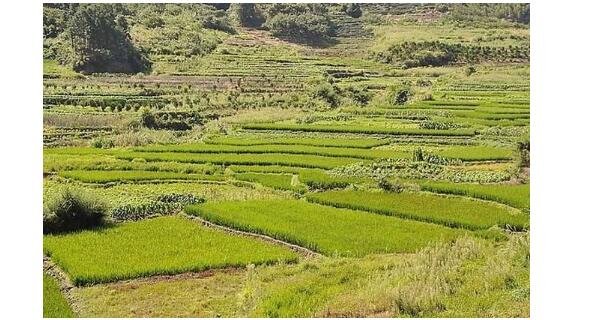 農(nóng)村貸款需要什么條件 農(nóng)村貸款需要什么條件