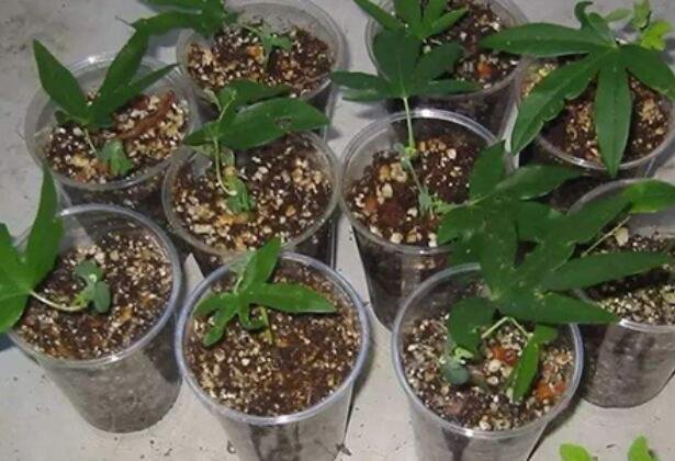 發(fā)財(cái)樹(shù)扦插.jpg 發(fā)財(cái)樹(shù)扦插.jpg