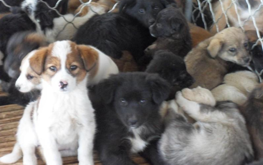 狗苗.png 狗苗.png