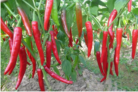 辣椒.png 辣椒.png