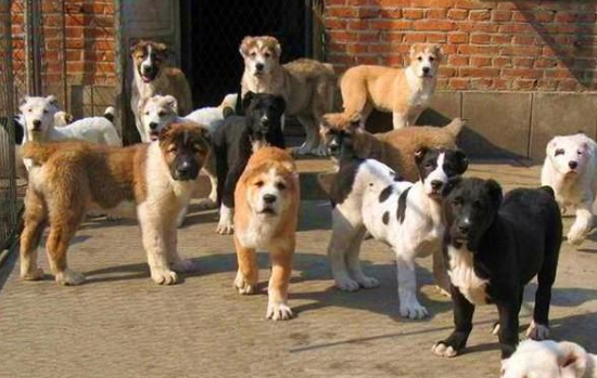 肉狗.png 肉狗.png