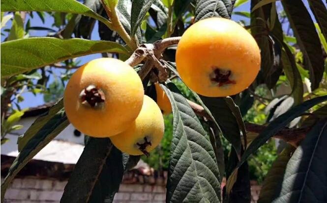 枇杷幾月份成熟