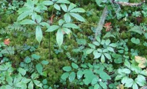 三七大概多少錢(qián)一斤