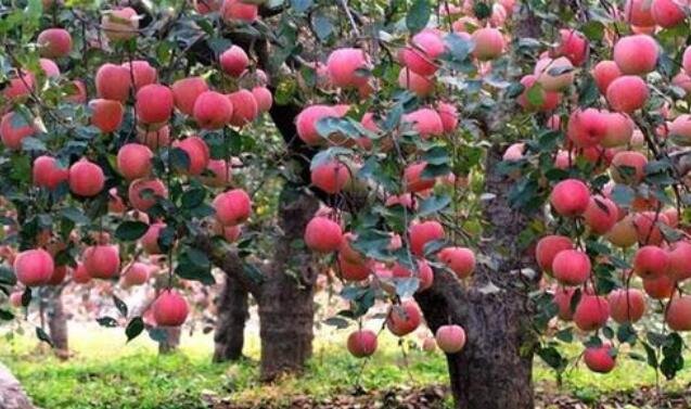 苹果树种植