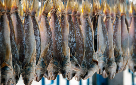 咸魚.png 咸魚.png