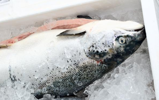 一條魚.png 一條魚.png