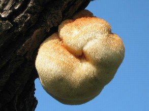 猴头菇的功效与作用及食用方法什么样人不能吃猴头菇