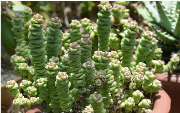 錢串子的養(yǎng)殖方法