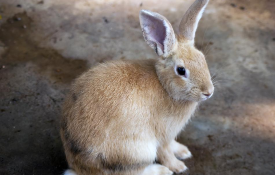 一只兔子.png