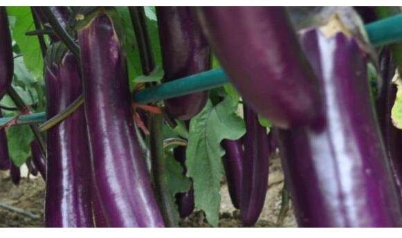 茄子種植技術(shù)與管理 茄子種植技術(shù)與管理