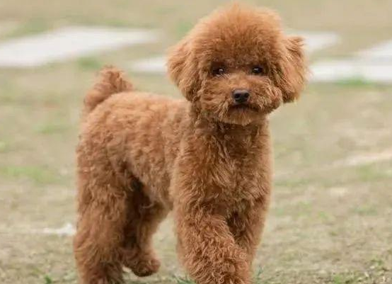 泰迪狗怎么養(yǎng).png 泰迪狗怎么養(yǎng).png