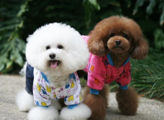 泰迪狗價(jià)格.png 泰迪狗價(jià)格.png