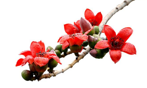 木棉花.png