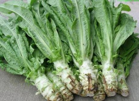 萵筍.jpg 萵筍.jpg