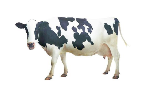 奶牛.png 奶牛.png